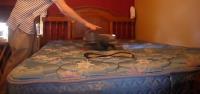 Mattress Cleaning Canberra image 3