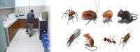 7 Days Pest Control Brisbane image 1