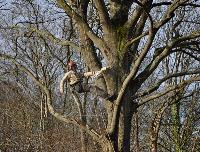 Tree Lopping Brisbane Southside image 2