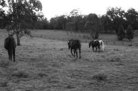 11 Horses image 3