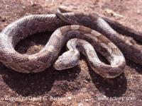 Brisbane Snake Catchers image 3