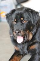 TIBETAN MASTIFFS image 2