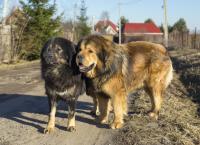 TIBETAN MASTIFFS image 5