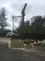 Tree Removal Ballina image 2