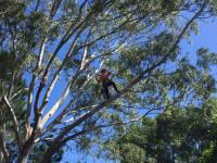 JC Tree Services image 6