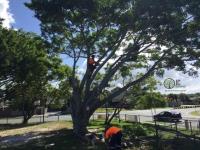 JC Tree Services image 7