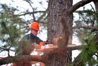 Tree Lopping Service Ipswich image 1