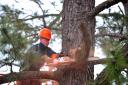 Tree Lopping Service Ipswich logo