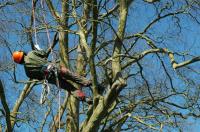 Tree Lopping Service Ipswich image 2