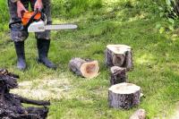 Tree Lopping Service Ipswich image 3