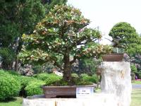 Bonsai Sensation Nursery image 1