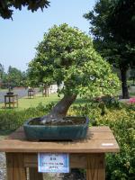 Bonsai Sensation Nursery image 3