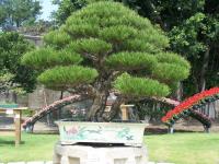 Bonsai Sensation Nursery image 6