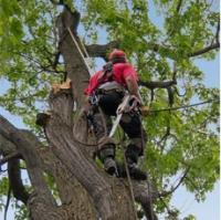 The Adelaide Tree Surgery - Stump Grinding image 2