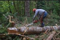 Sunshine Coast Tree Lopping Caloundra image 2