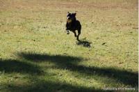 Sydney Dog and Cat Boarding image 1