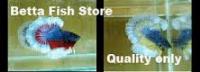 BETTA FISH STORE BETTA FISH FOR SALE image 1