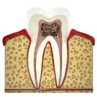 Gold Coast Dental Studio image 4