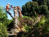 A Local Tree Service image 1