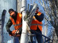 Tree Removal Coomera image 3