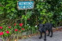 Mango Tree Cottage - Dog and Cat Friendly image 9