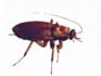 Peters Pest Control Melbourne image 3