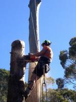 Tree lopping Carina image 2