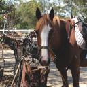 Sydney Riding School logo