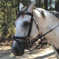 Sydney Riding School image 3