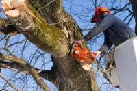 Tree Lopping Brisbane North image 2