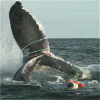 fiomarine Whale Entanglement image 4