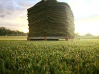 Go Turf : Turf suppliers Queensland image 4