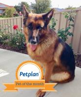 Pet Plan Australia image 4