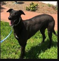 GRNSW Greyhounds As Pets image 1