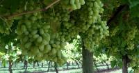 Lazzara Grapes image 2