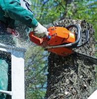 Canberra Tree Lopping image 3