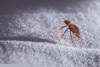 Emergency Pest control Melbourne image 1