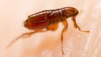 Emergency Pest control Melbourne image 4