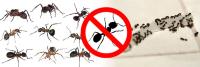 Emergency Pest control Melbourne image 6