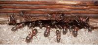 Emergency Pest control Melbourne image 5