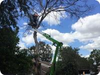 Elevated Arbor Care image 5