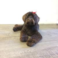 Oodlerella Dog Grooming image 1