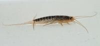 Silverfish Control Service Melbourne image 4