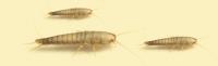 Silverfish Control Service Melbourne image 1