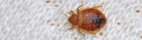 Bed Bug Control Melbourne image 4