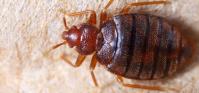 Bed Bug Control Melbourne image 7