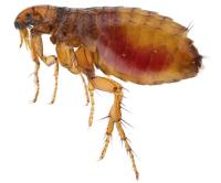 Fly Pest Control Service Brisbane image 4