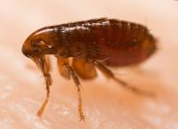 Fly Pest Control Service Brisbane image 1