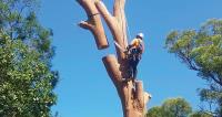 Dixons Tree Service image 1