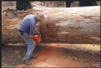 Tree Removal Brisbane North image 1